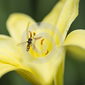 Stunning macro close up of common wasp insect on trumpet lily fl