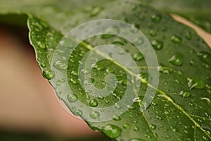 Stunning macro closeup of a leaf with water droplets cascading down