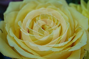 Stunning macro closeup of pretty yellow rose flower