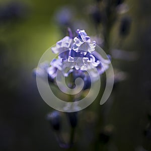 Stunning macro image of Spring bluebell flower Hyacinthoides Non