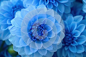 A stunning macro shot of a blue dahlia in full bloom