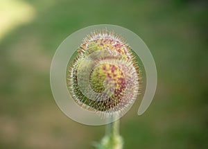 Stunning macro shot of a closed poppy