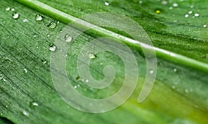 Stunning macro shot of raindrops on a green leaf. Beautiful fresh texture of nature