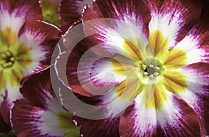 Stunning Magenta and Purple Primroses
