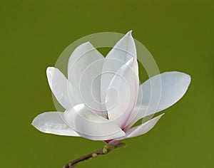 Stunning magnolia flower photo