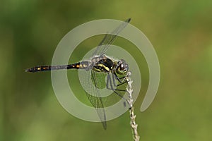 A stunning male Black Darter Dragonfly, Sympetrum danae, perching on a twig at the edge of a bog.