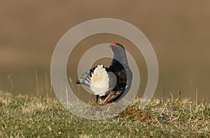 A stunning male Black Grouse Tetrao tetrix displaying to the females.