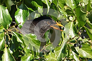 A  stunning male Blackbird, Turdus merula, eating ivy berries at RSPB Middleton Lakes Tamworth Staffordshire UK