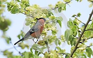 A stunning male Bullfinch Pyrrhula pyrrhula feeding on the seeds of Wych Elm Ulmus glabra.