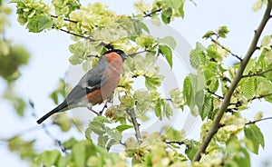 A stunning male Bullfinch Pyrrhula pyrrhula feeding on the seeds of Wych Elm Ulmus glabra.