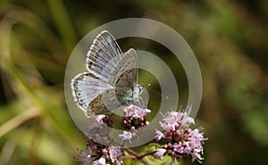 A stunning male Chalk Hill Blue Butterfly Polyommatus coridon nectaring on a Marjoram flower.