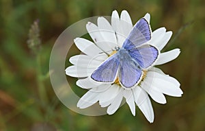 A stunning male Common Blue Butterfly Polyommatus icarus nectaring on a dog daisy flower Leucanthemum vulgare.