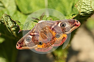 A stunning male Emperor Moth Saturnia pavonia perching on a leaf.