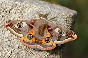 A stunning male Emperor Moth, Saturnia pavonia, perching on a rock in springtime. photo