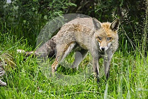 Stunning male fox in long lush green grass of Summer field