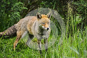 Stunning male fox in long lush green grass of Summer field