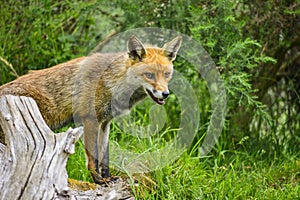 Stunning male fox in long lush green grass of Summer field