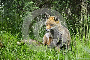 Stunning male fox in long lush green grass of Summer field