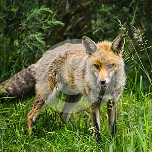 Stunning male fox in long lush green grass of Summer field