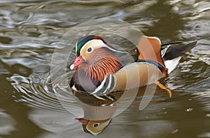 A stunning male Mandarin duck Aix galericulata swimming in a lake.