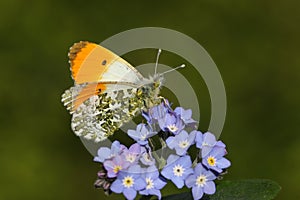 A stunning male Orange-tip Butterfly, Anthocharis cardamines, perched on a forget-me-not flower.