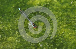 A stunning male Red-eyed Damselfly, Erythromma najas, perching on blanket weed floating on the surface of a lake.