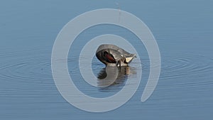 A stunning male Teal, Anas crecca, dabbling for food and preening at the edge of a freshwater lake, on the Norfolk, coast.