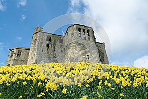 Stunning medieval castle with bright yellow daffodils in front