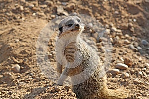 Stunning meerkat