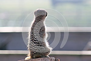 Stunning meerkat