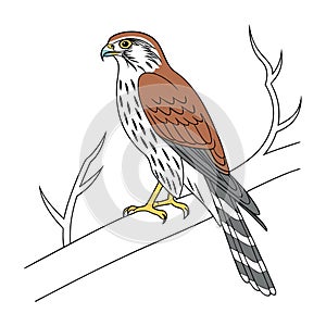 Stunning Merlin Bird Illustration