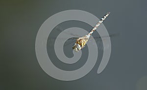 A stunning Migrant Hawker Dragonfly Aeshna mixta flying over a lake in the UK.