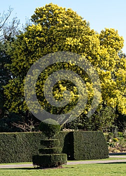 Stunning mimosa tree with yellow mimosa blossom, photographed in Regent`s Park, London UK in spring.