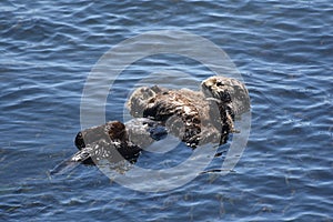 Stunning Mother and Baby Sea Otter on their Backs