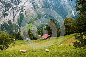 Stunning mountain landscape of Lauterbrunnen valley, Switzerland. Hiking trail from Murren to Gimmelwald village. Sheep