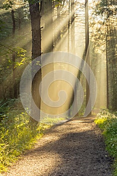 Stunning Natural Rays Of Light Entering Forest Through Trees On A Fresh Autumn Morning.