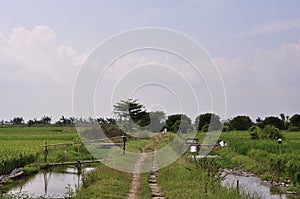 Stunning natural scenery in the rice fields