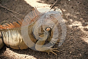 Stunning nature of Honduras. Tropical reptile. Lizard iguana in wildlife. Big lizard at Roatan Honduras. Wild animal in