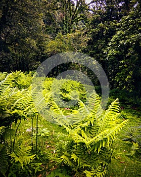 Stunning nature lush green forest Landscape Himalayas Uttrakhand India