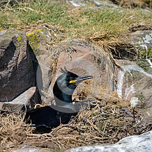 Stunning nesting shag cormorant birds Phalacrocorax Aristotelis