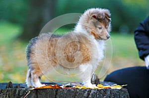 Stunning nice fluffy sable white shetland sheepdog puppy