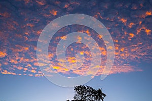 Stunning orange altocumulus clouds at sunset / sunrise. Amazing colorful sky.  Orange clouds on blue sky background