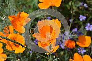 Stunning Orange California Poppy Flower Blossoms