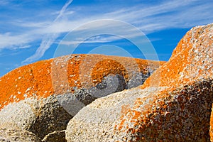 Stunning orange lichen on rock