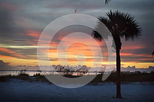 A stunning orange sky at sunset with a dark palm tree on the beach in Ft.Myers Beach, Florida.