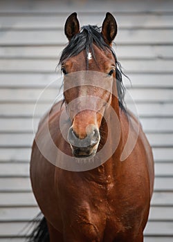 Stunning orlov trotter horse in paddock near wooden shelter in daytime