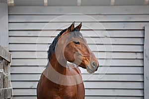 Stunning orlov trotter horse in paddock near wooden shelter in daytime