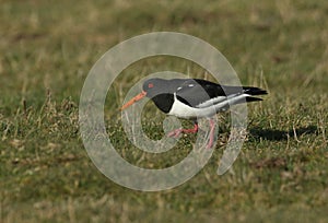 A stunning Oystercatcher Haematopus ostralegus walking in a grassy field searching for food on the Isle of Sheppey, Kent, UK.