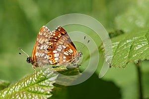 A stunning pair of mating Duke of Burgundy Butterfly Hamearis lucina perching on a leaf.