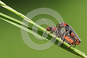 A stunning pair of mating Soldier Beetle Cantharis fusca perching on a blade of grass.